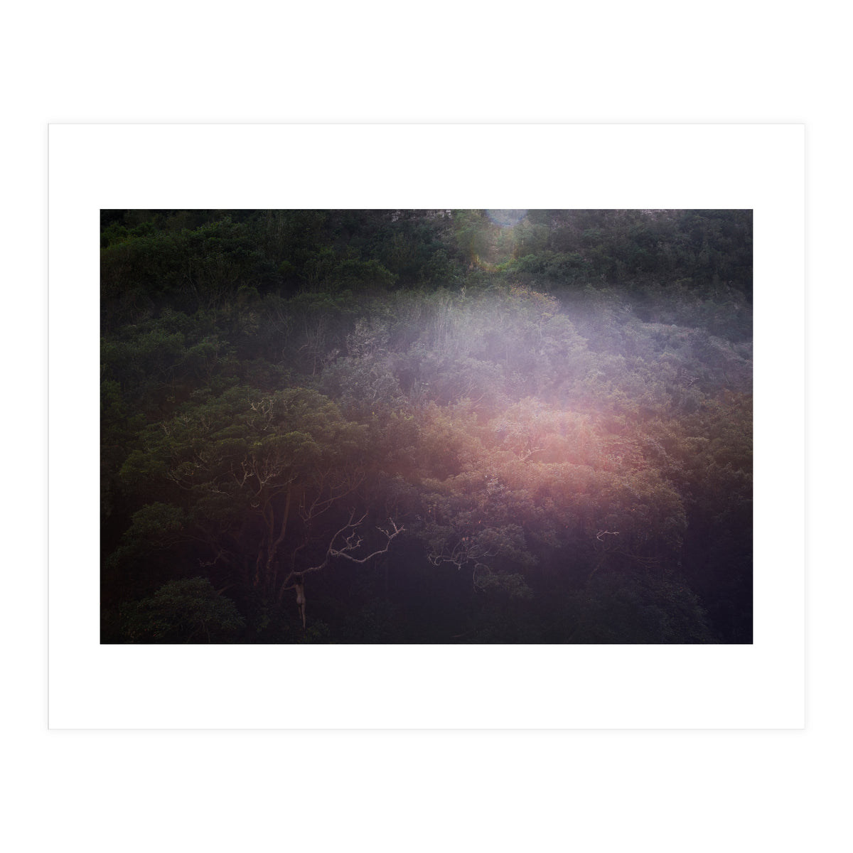 Into the Wild (Print Only)