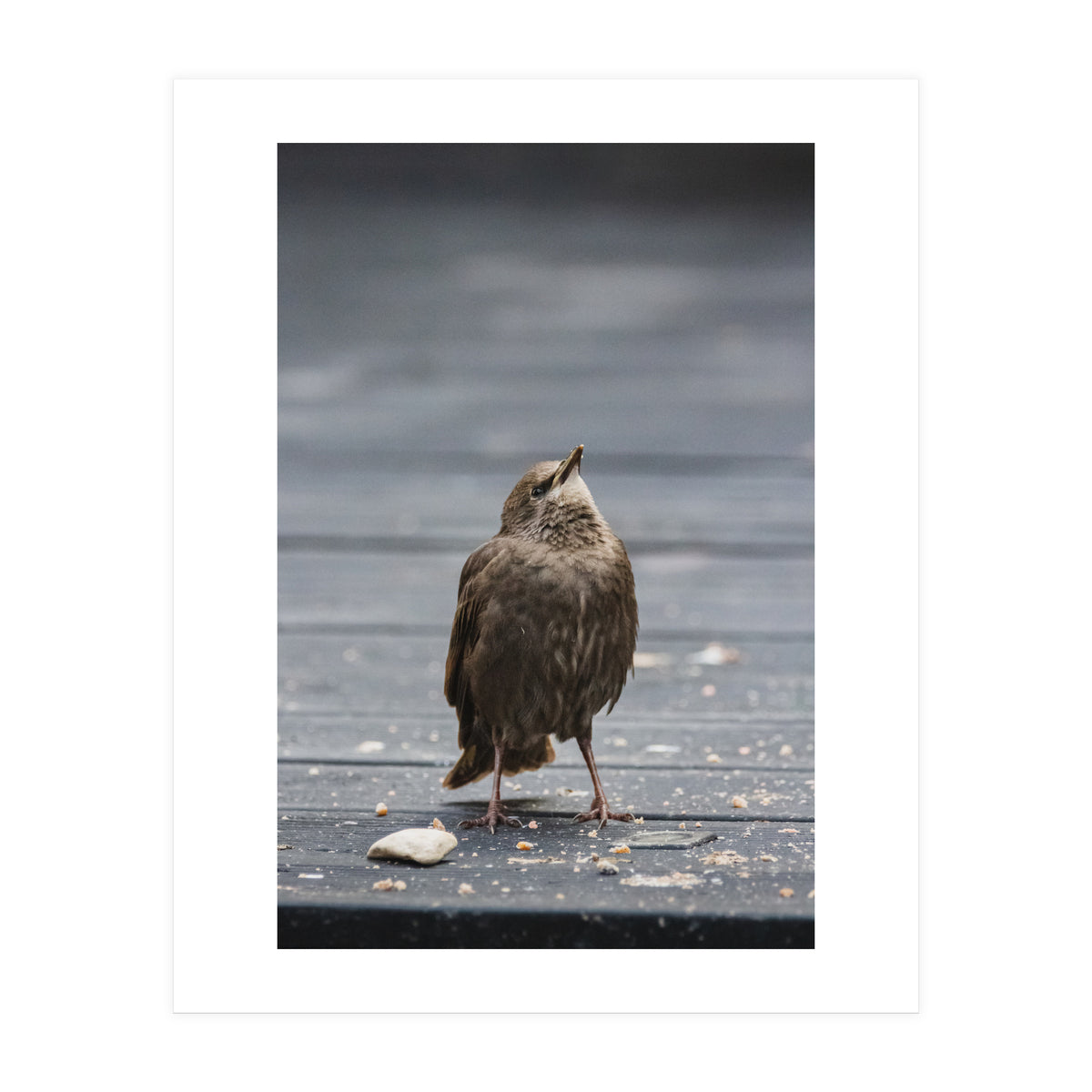 Treading the boards (Print Only)