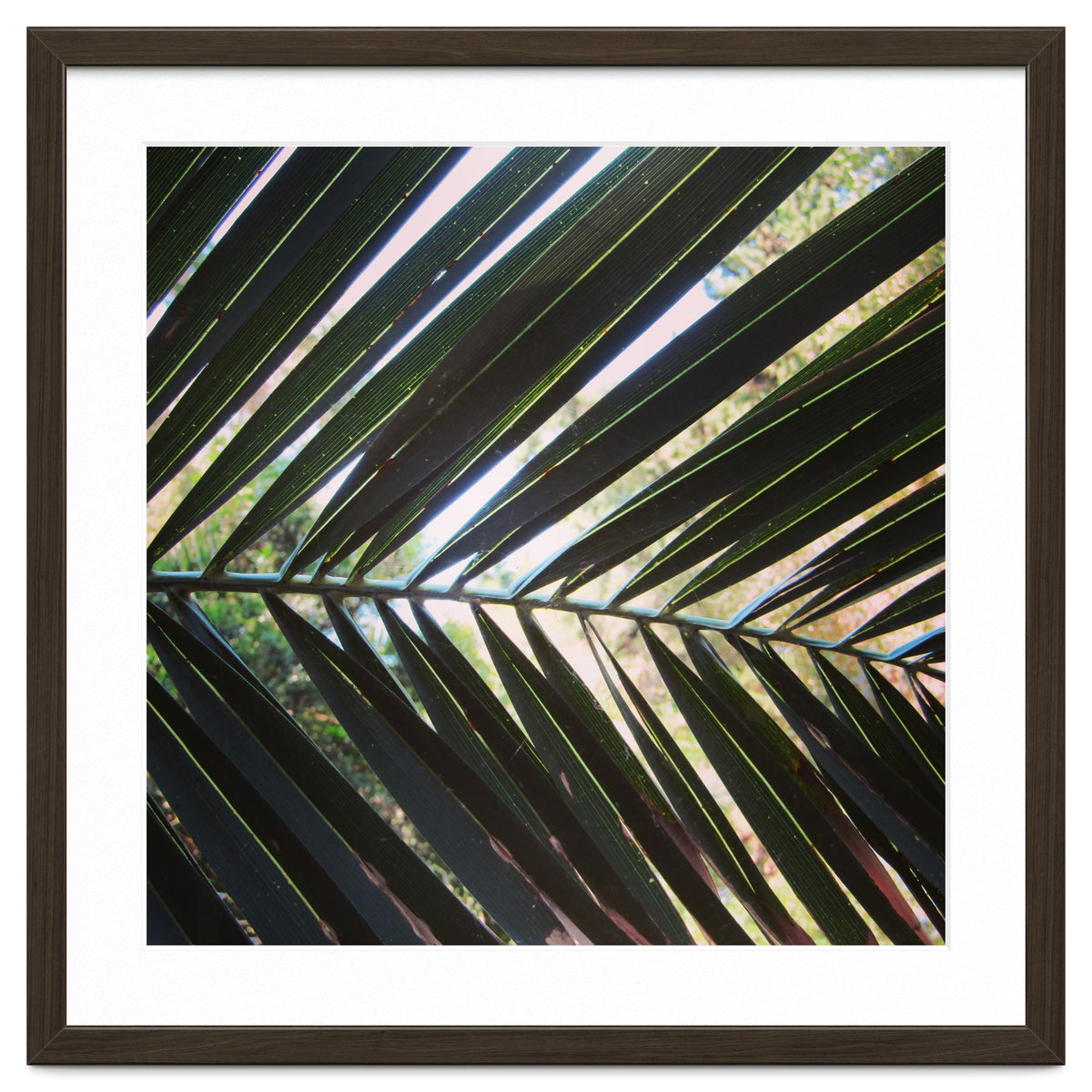 Palm leaf