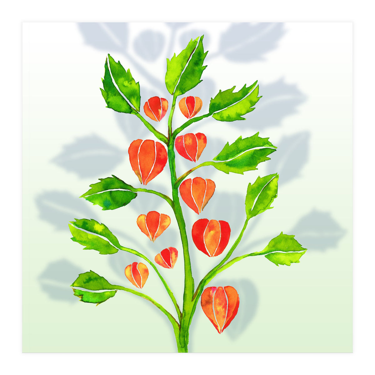 Physalis (Print Only)