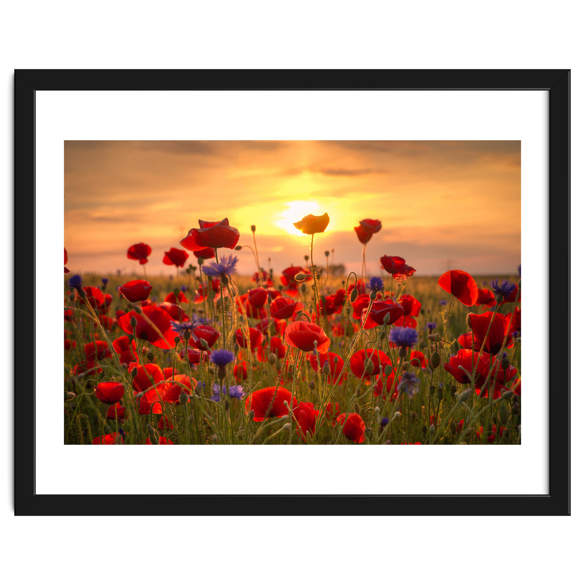 Poppies Sunset