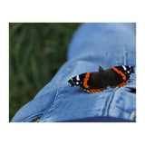 Friendly Butterfly (Print Only) thumbnail