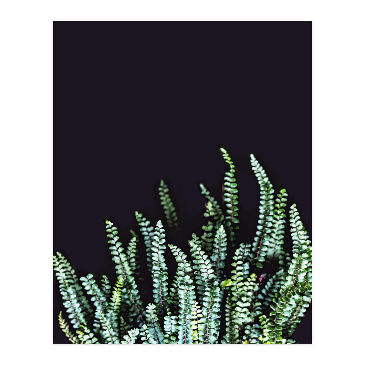 Dark Nature (Print Only)