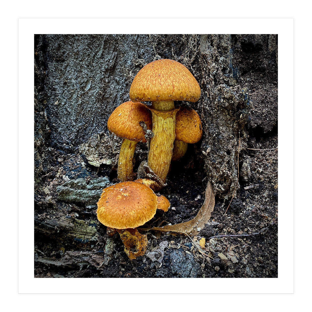 Tree Fungi  (Print Only)