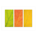 Autumn Leaves (Print Only) thumbnail