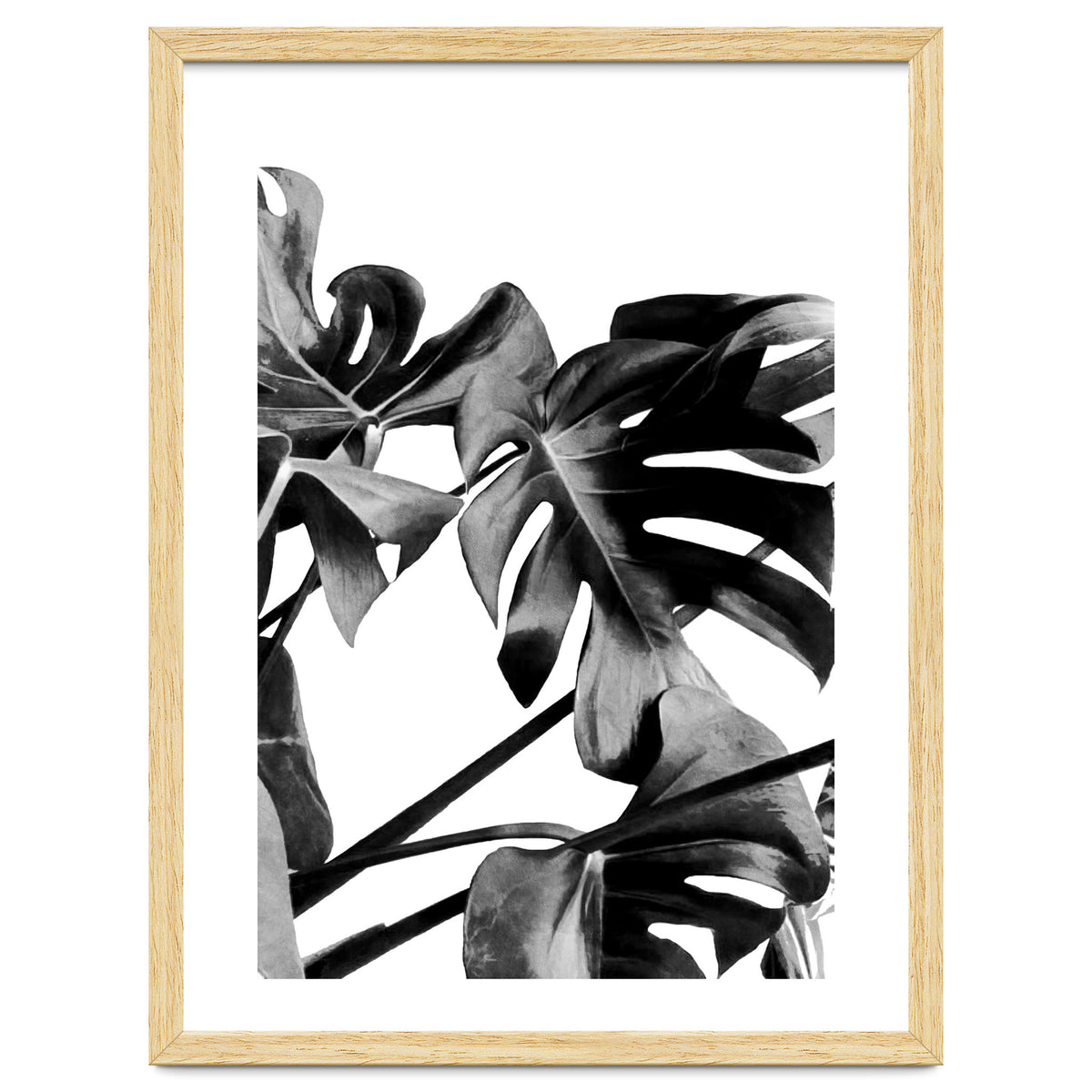 Monstera Black And White 06
