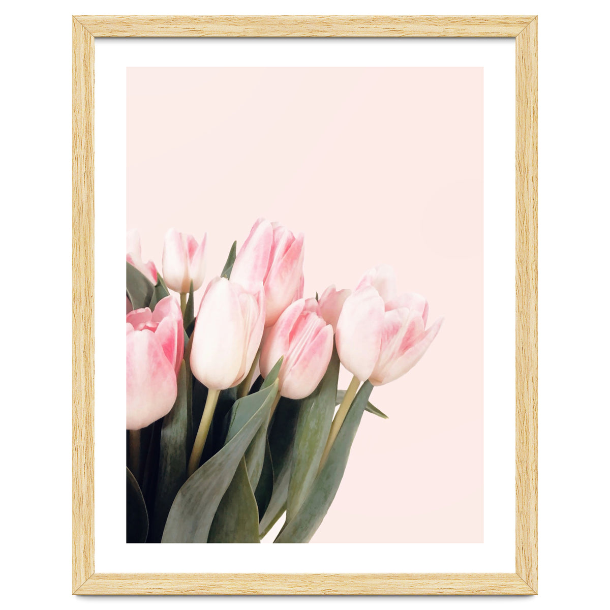 Pink Tulips