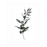 Botanical Illustration Olive (Print Only) thumbnail