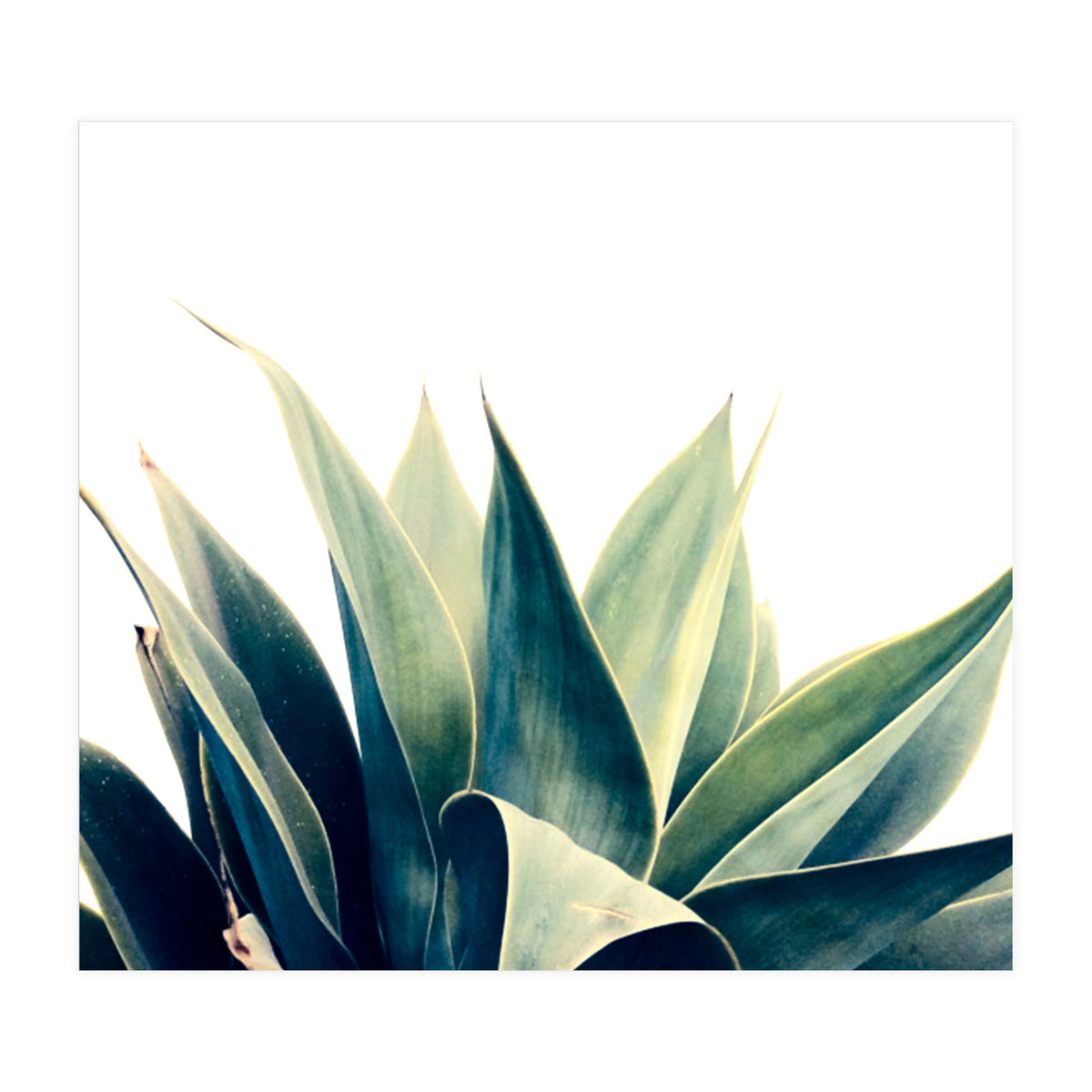 Botanical cactus I (Print Only)