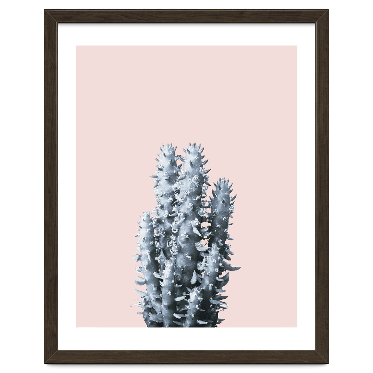 Cactus collection BL-III