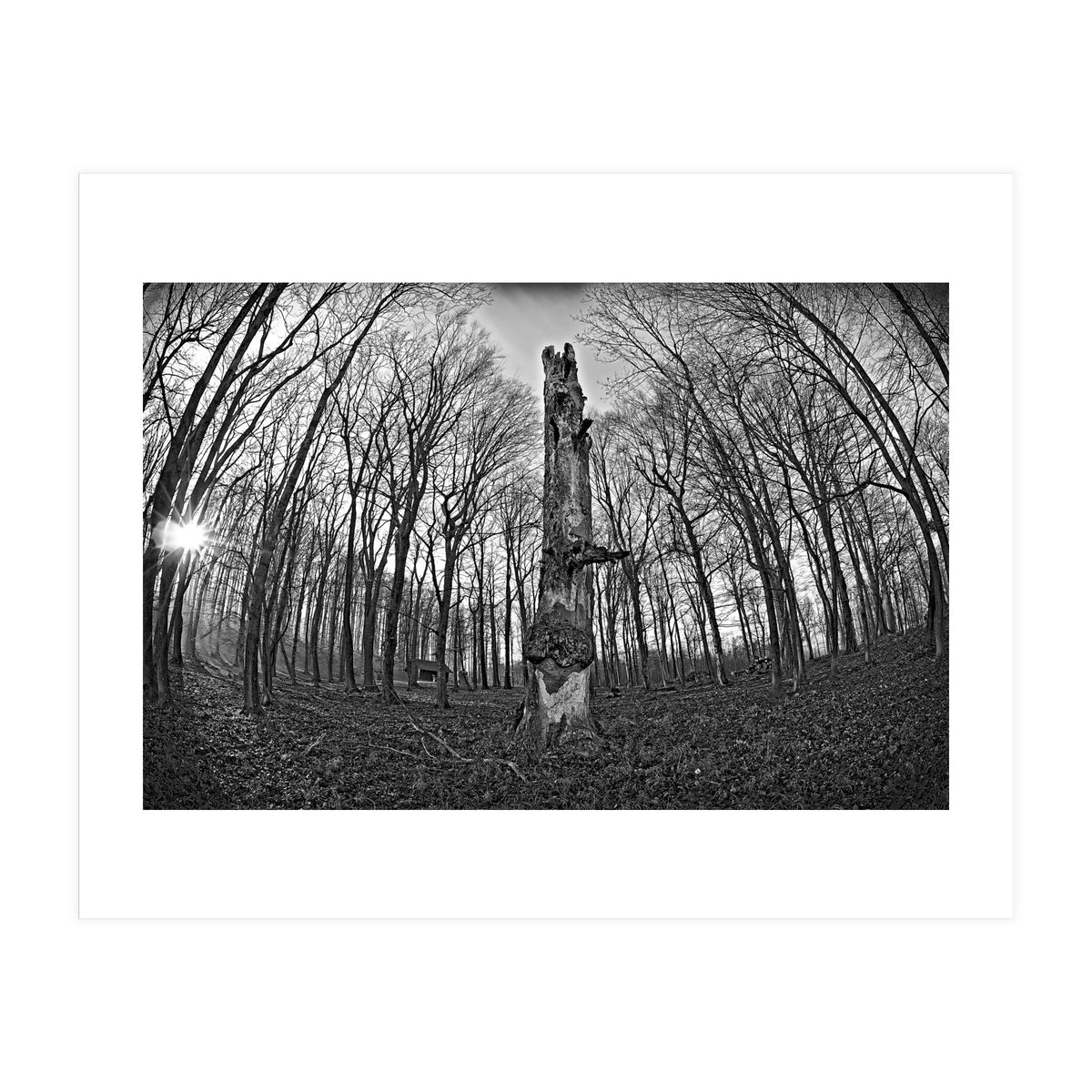 Circle of Growth and decay  (Print Only)