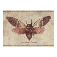Argamiana Floridula (Print Only)