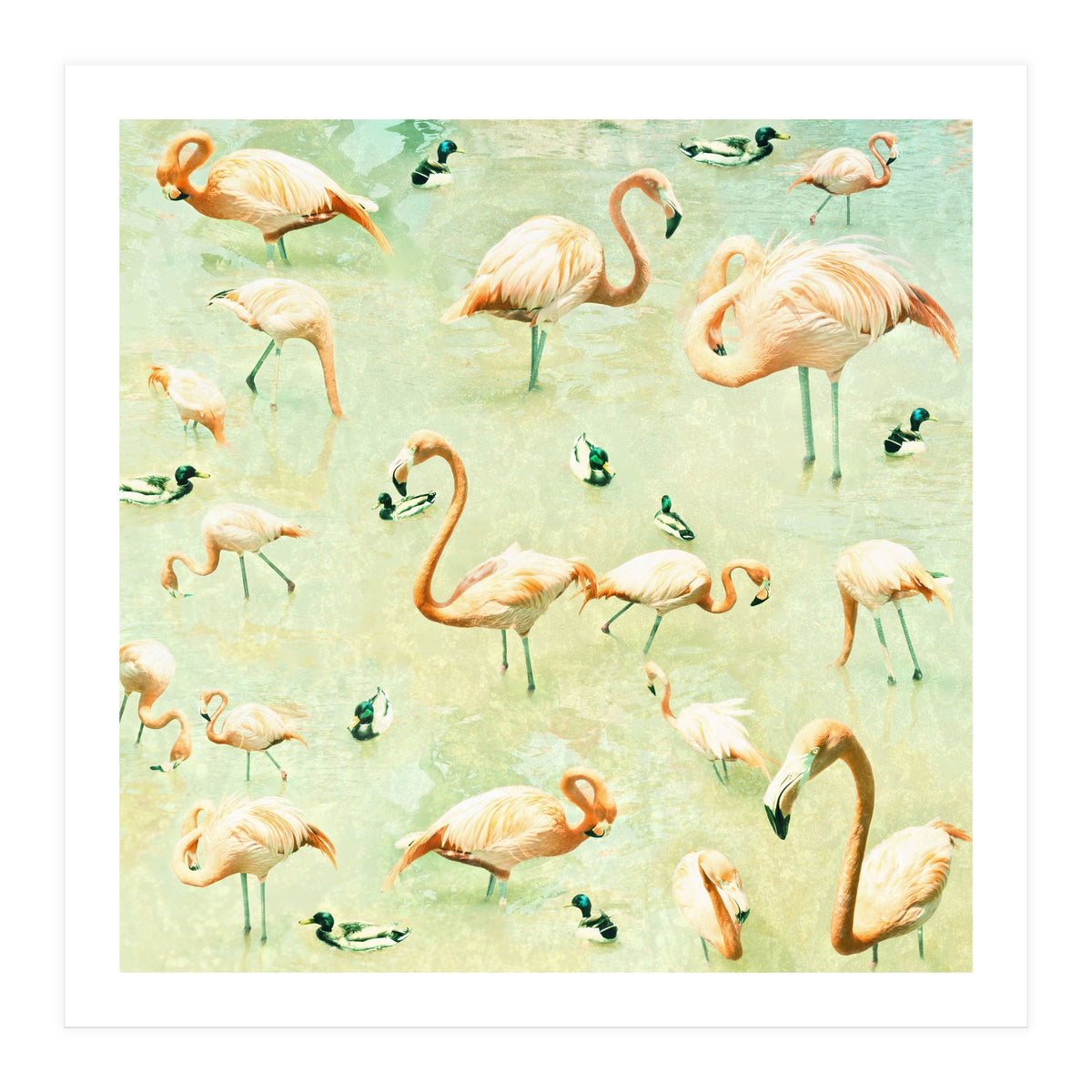Flamingos (Print Only)