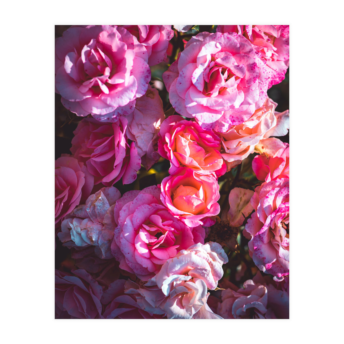 Rose Flowers  (Print Only)