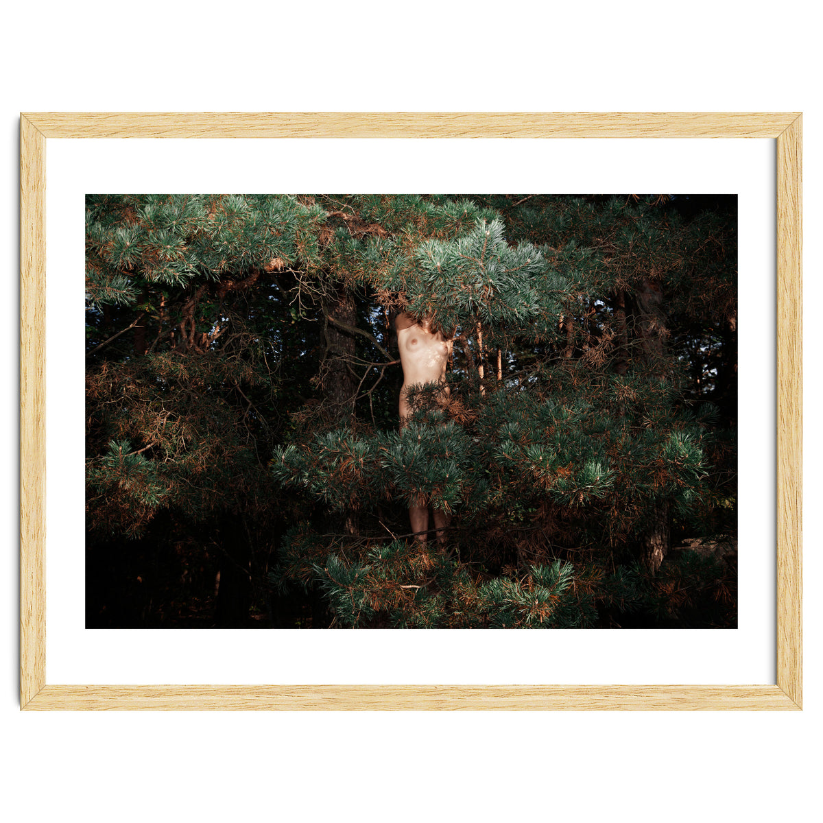 The Eyes of the Forest