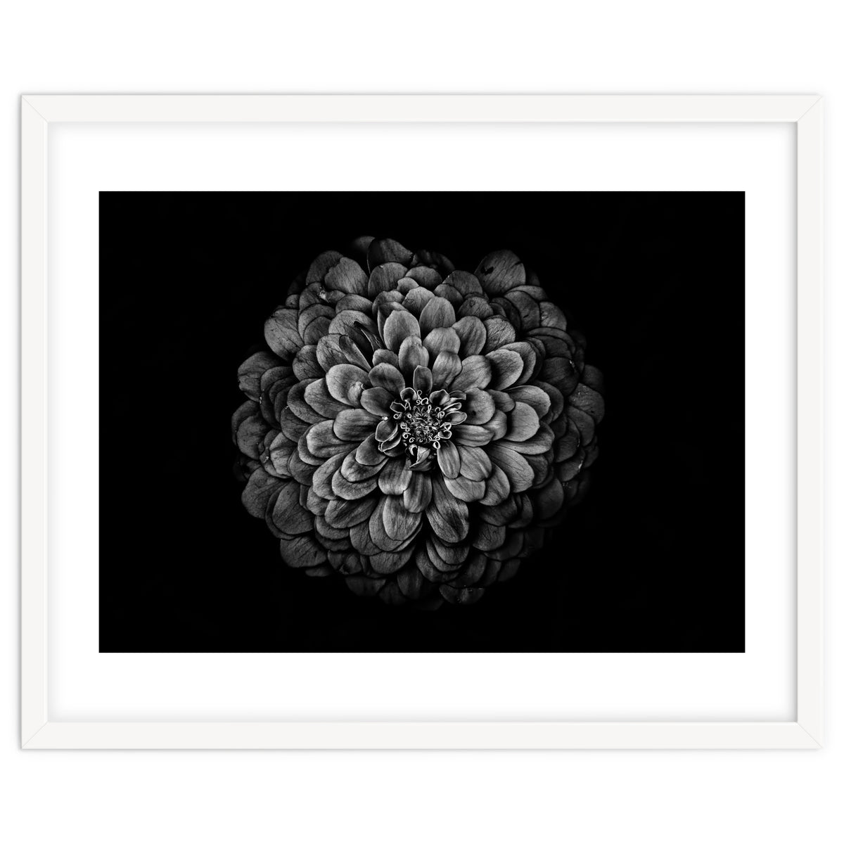 Backyard Flowers In Black And White 54