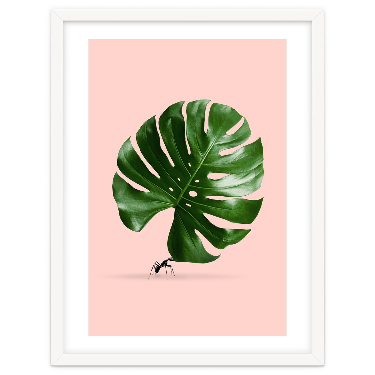 Monstera Ant