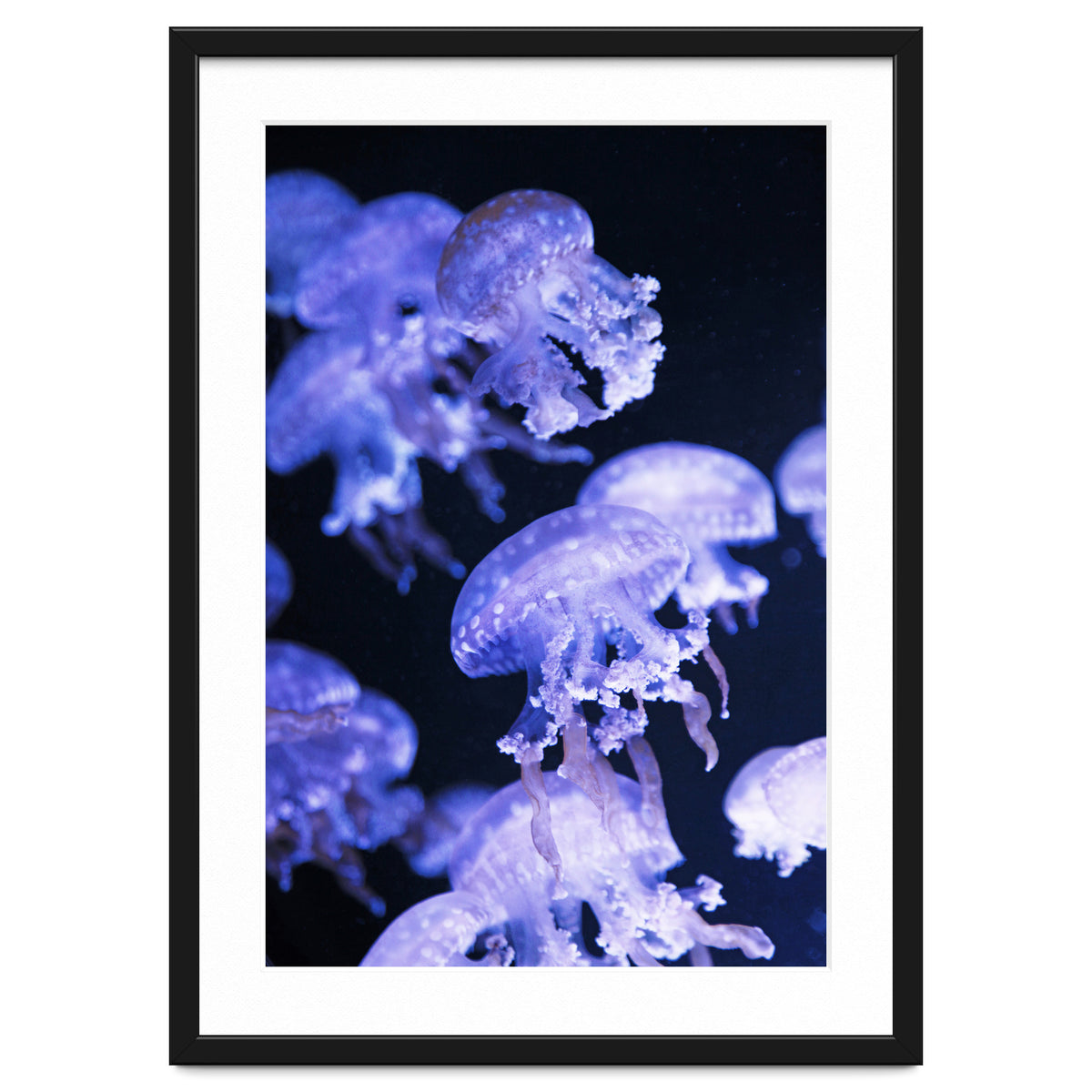 Jellyfish