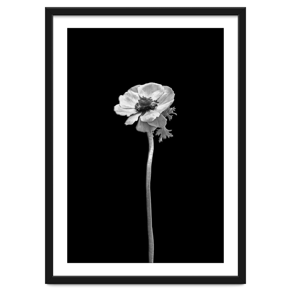 Anemone coronaria | dark design