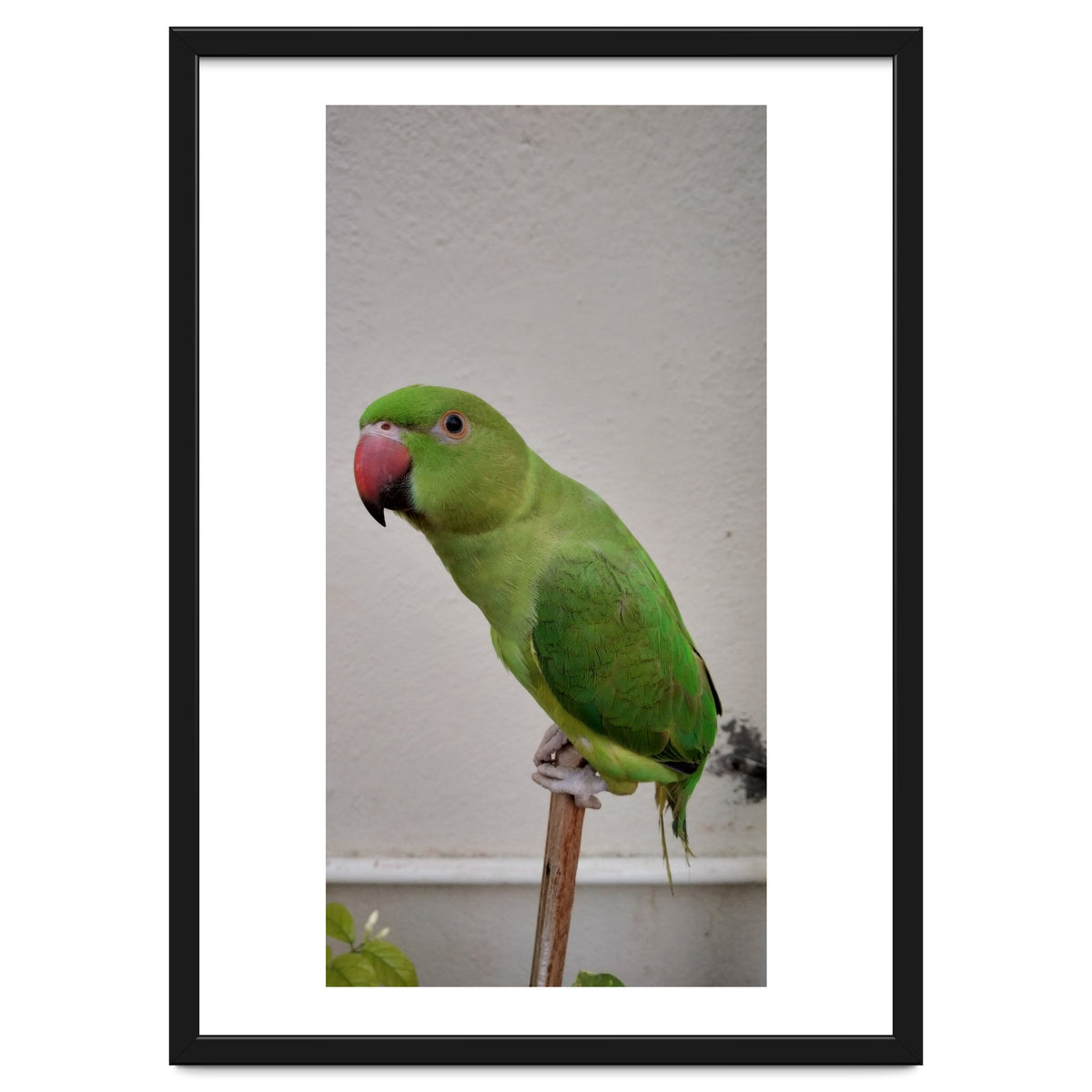 Beautiful Indian Parakeet
