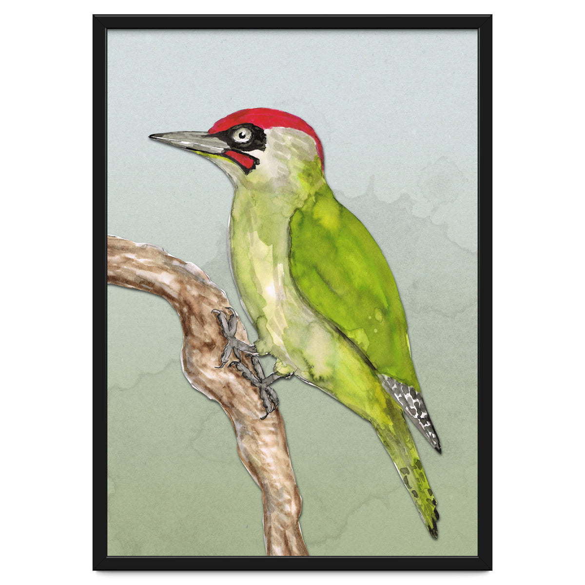 Green woodpecker
