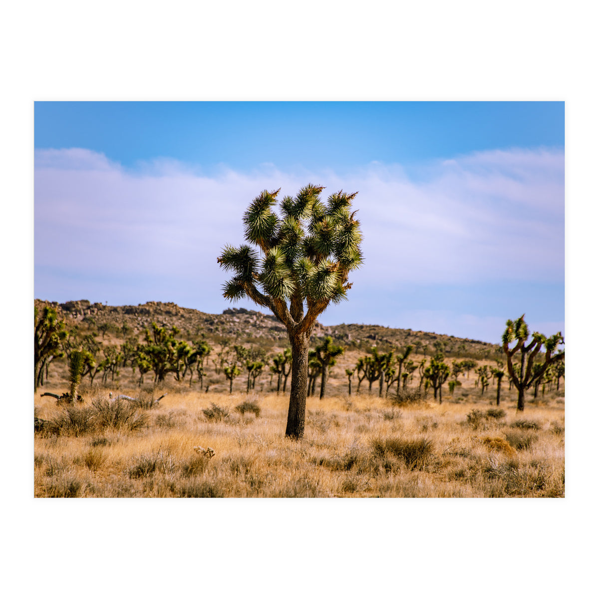 Joshua Tree (Print Only)