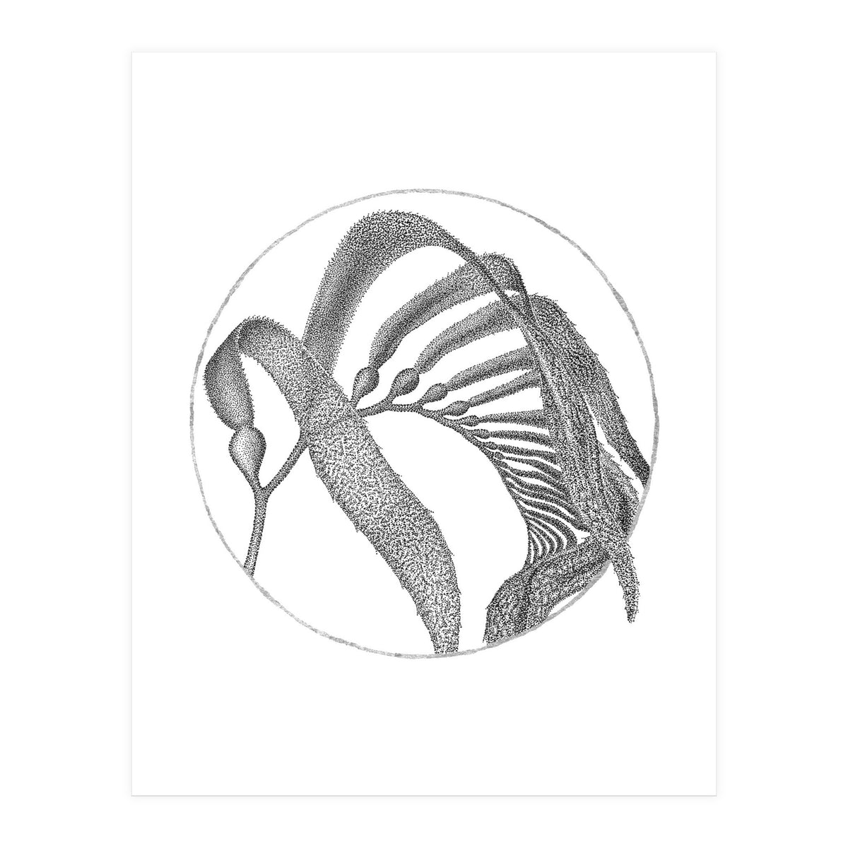 P.O. Blue Carbon (Print Only)