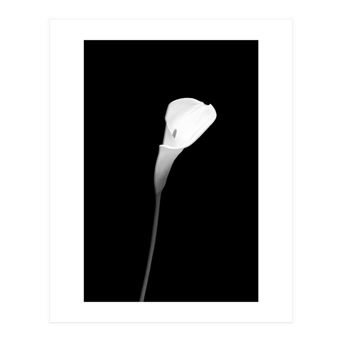 Calla | dark design (Print Only)