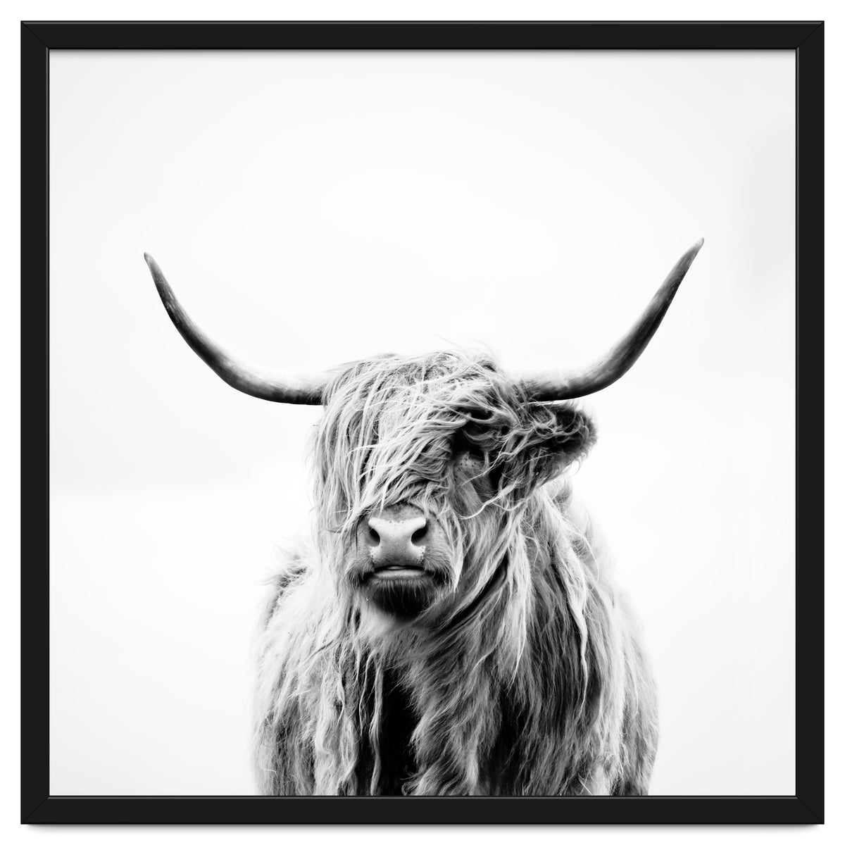 Portrait of a Highland Cow (Square Version)