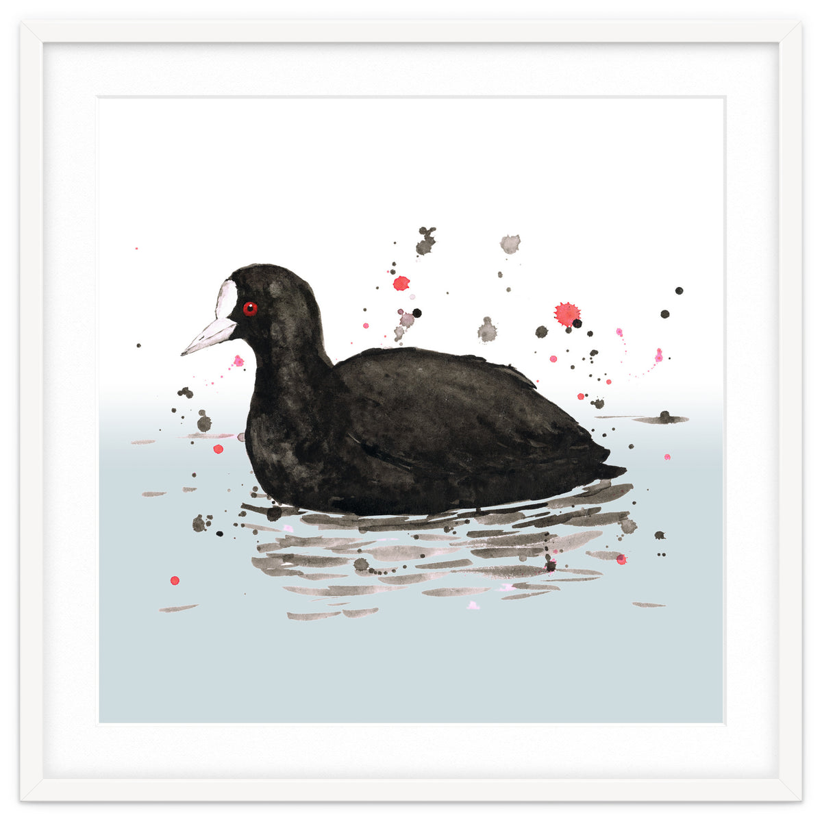 Common coot