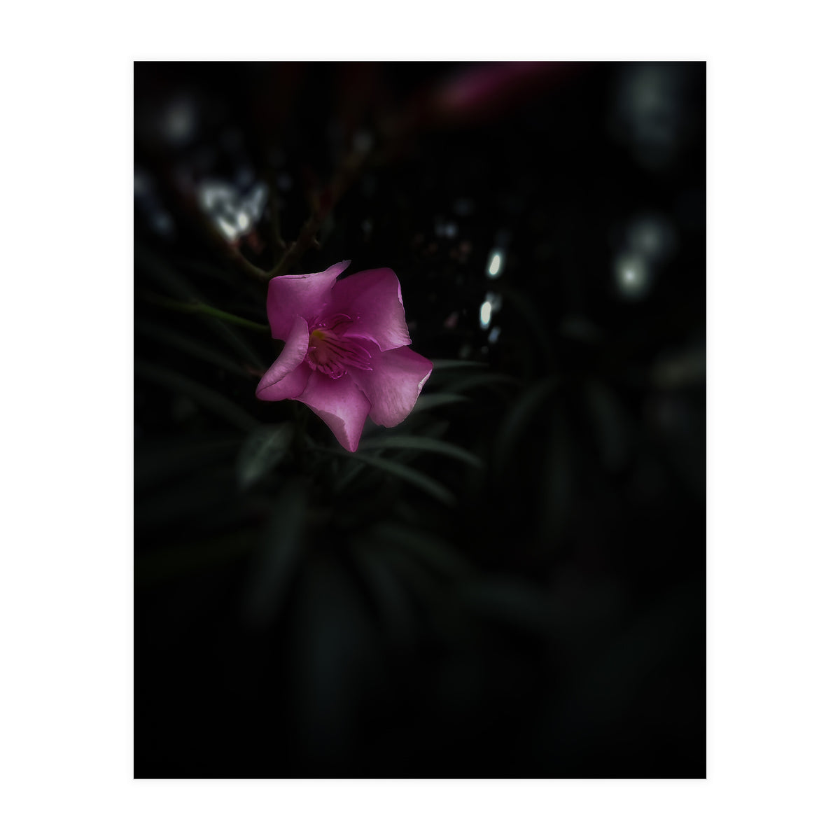 Pinky Flora (Print Only)