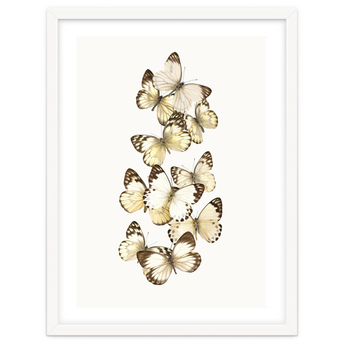 Cc Butterflies 01