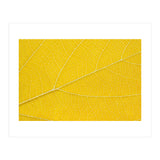 Autumn Leaf (Print Only) thumbnail
