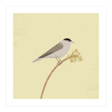 Blackcap  (Print Only) thumbnail