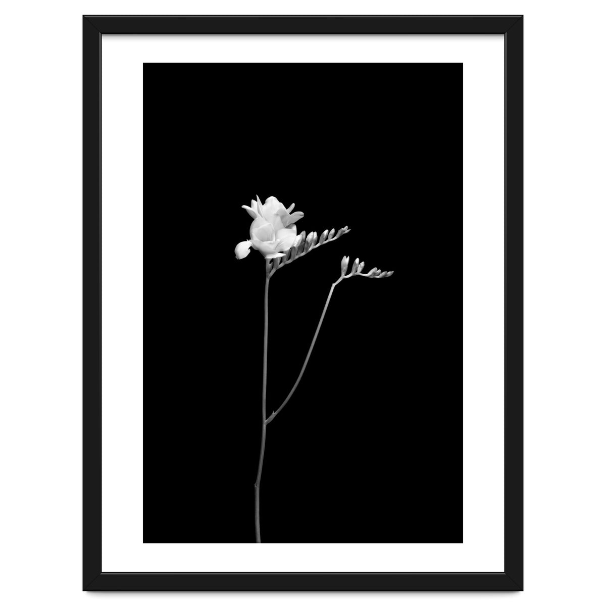 Freesia | dark design
