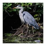 Heron (Print Only) thumbnail