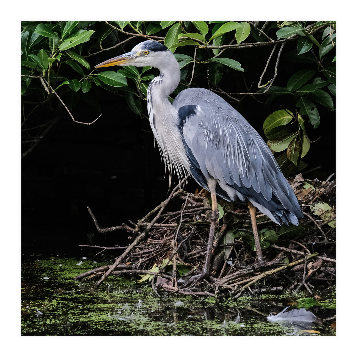Heron (Print Only)