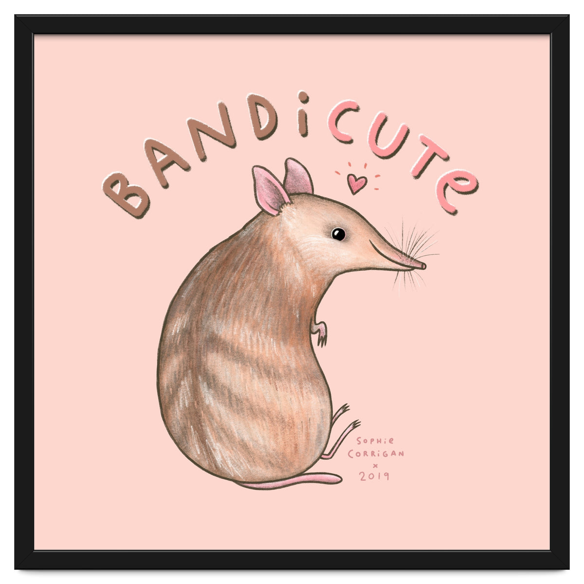 Bandicute