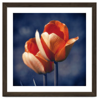 Tulips Flowers