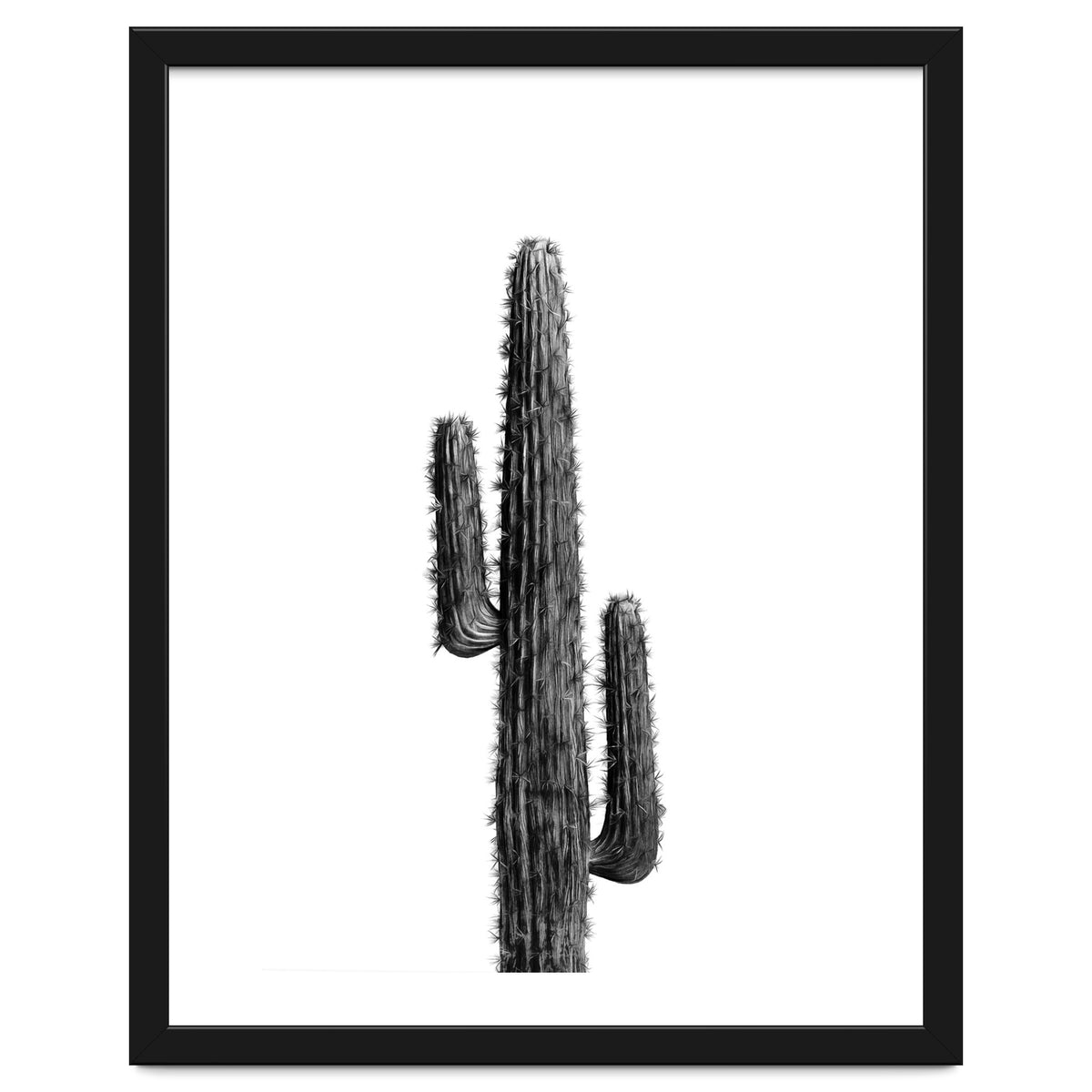 Cactus Black and White 01