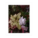 White Rose Garden (Print Only) thumbnail