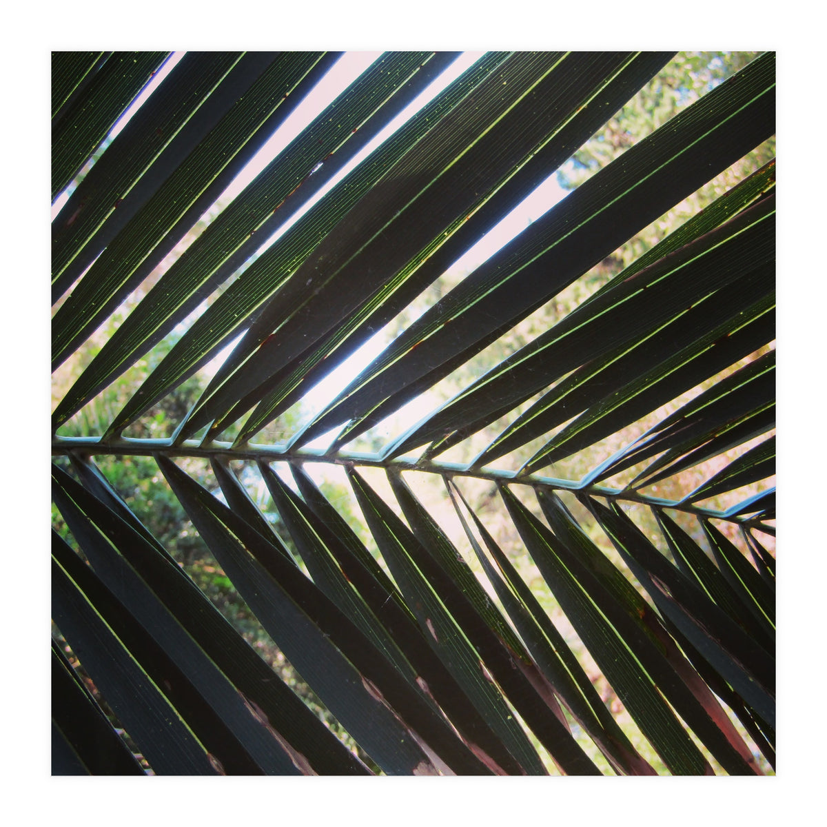 Palm leaf (Print Only)