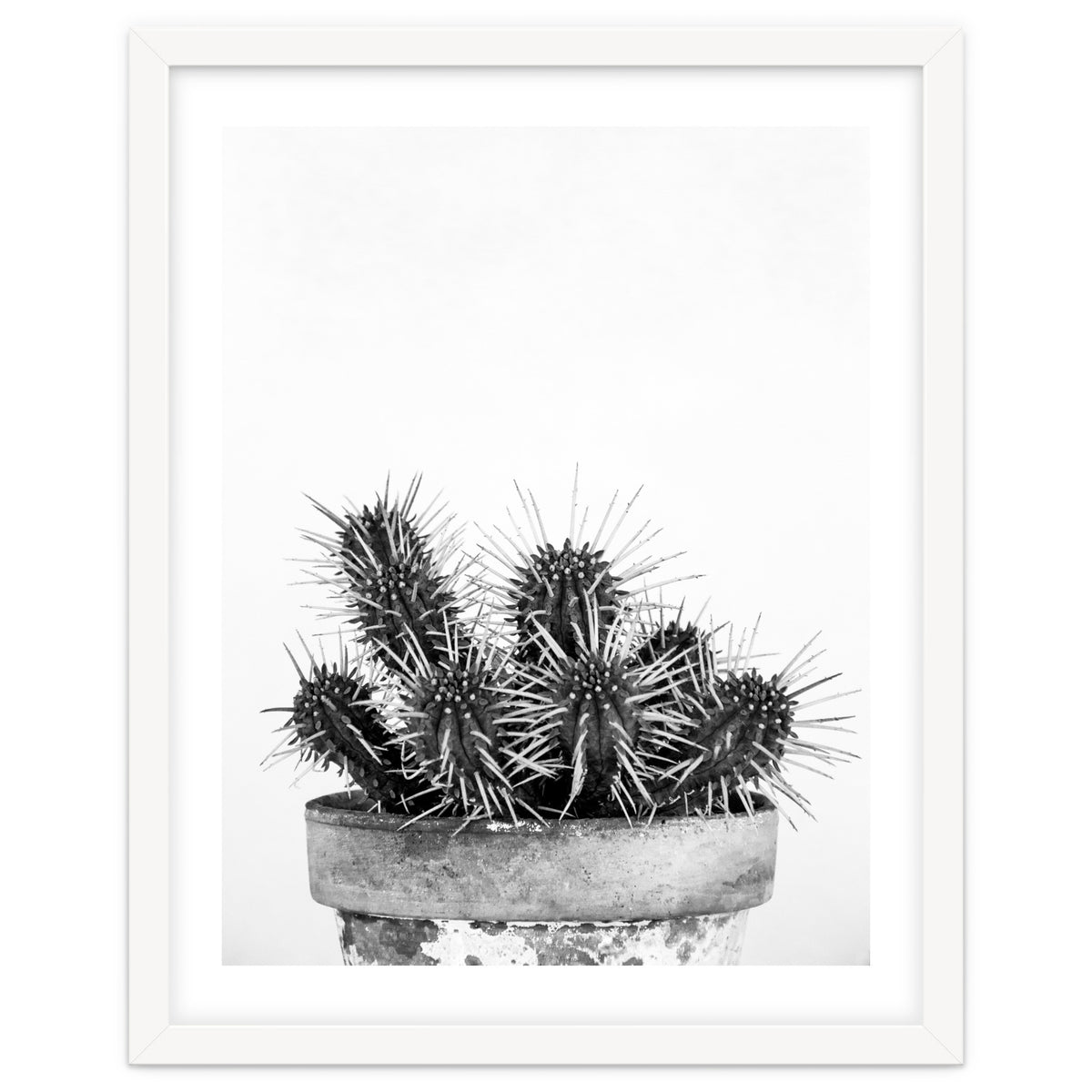 Cactus nature II