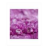 Drops in feathers (Print Only) thumbnail