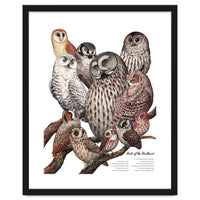 Owls Of The Northeast