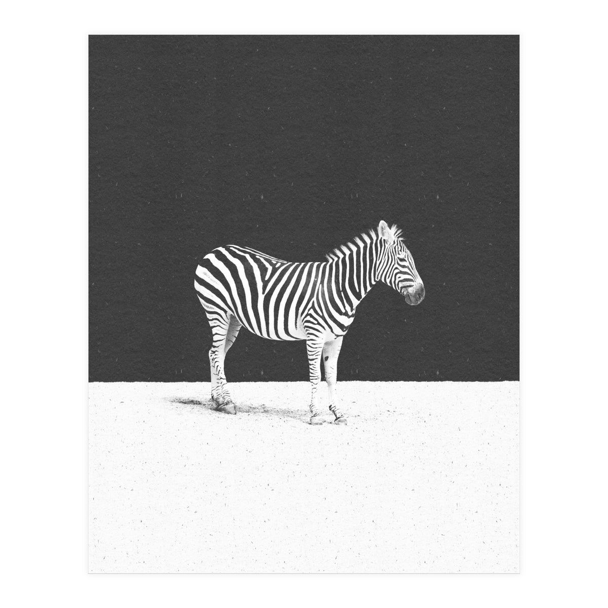 CAMOUFLAGE (Print Only)