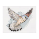 Flying Kestrel (Print Only) thumbnail
