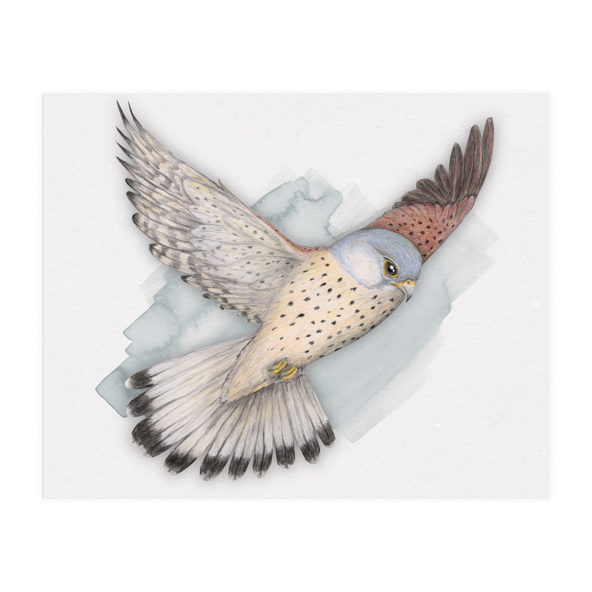 Flying Kestrel (Print Only)