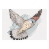 Flying Kestrel (Print Only) thumbnail