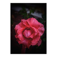 Red-Orange Rose (Print Only)